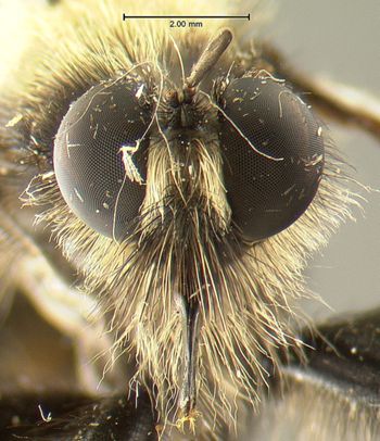 Media type: image;   Entomology 17016 Aspect: head frontal view